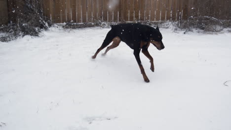 Doberman-running-joyfully-in-a-snow-covered-backyard,-captured-in-super-slow-motion