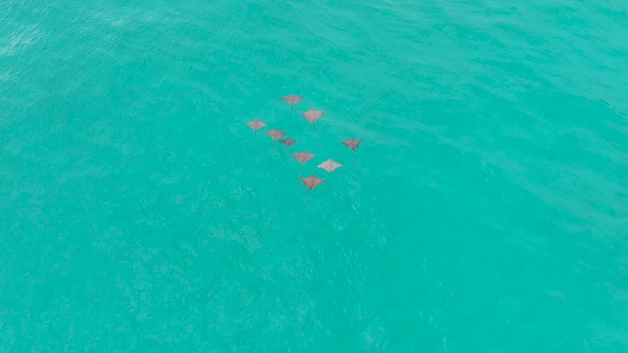 세이셸 프랄린에 있는 인도양의 청록색 바다에 있는 독수리 광선 무리의 공중 전망