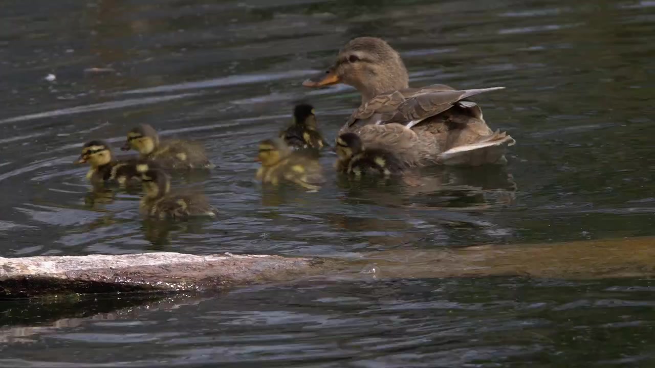 Adorabili anatroccoli di germano reale nuotano nello stagno con la loro mamma, primo piano.