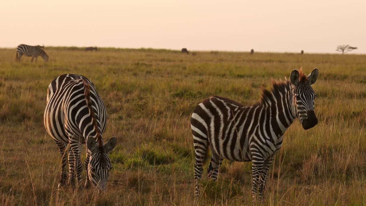 Slow Motion of African Wildlife, Zebra Herd Grazing Savanna, Animals on Africa Safari in Masai Mara in Kenya at Maasai Mara, Beautiful Golden Hour Sunset Sun Light, Steadicam Tracking Shot