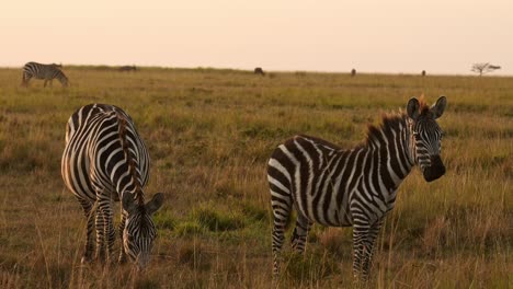 Slow-Motion-of-African-Wildlife,-Zebra-Herd-Grazing-Savanna,-Animals-on-Africa-Safari-in-Masai-Mara-in-Kenya-at-Maasai-Mara,-Beautiful-Golden-Hour-Sunset-Sun-Light,-Steadicam-Tracking-Shot