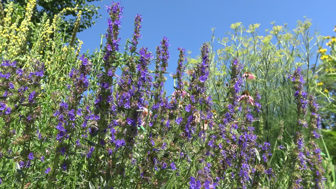 abejas bebiendo néctar de flores ysop frente a un cielo azul