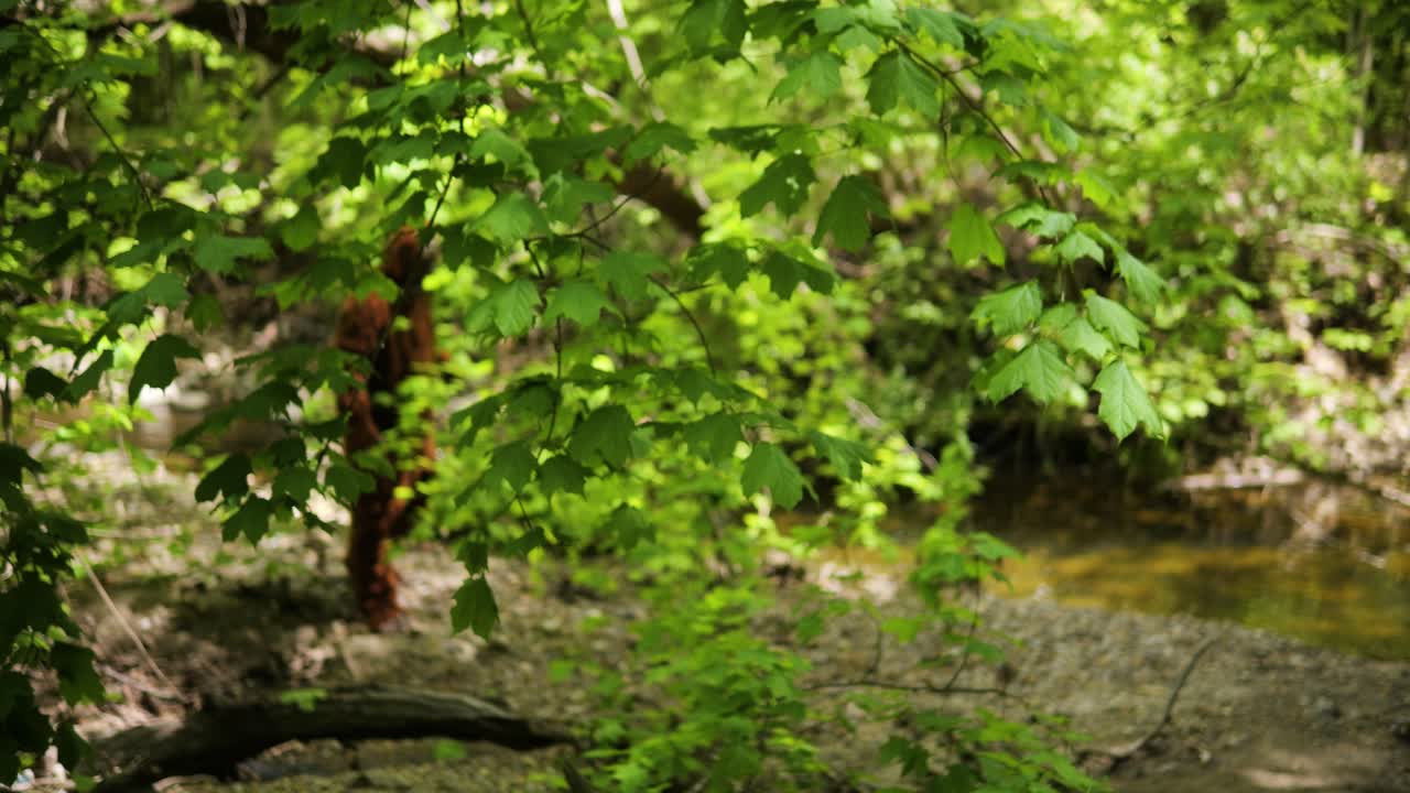 Bigfoot sasquatch grassman, cryptid wanders the woods