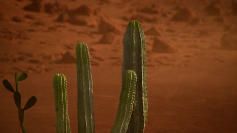 puesta de sol en el desierto de arizona con un cactus saguaro gigante