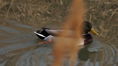 Männliche-Stockente,-Die-Im-Teichwasser-Schwimmt