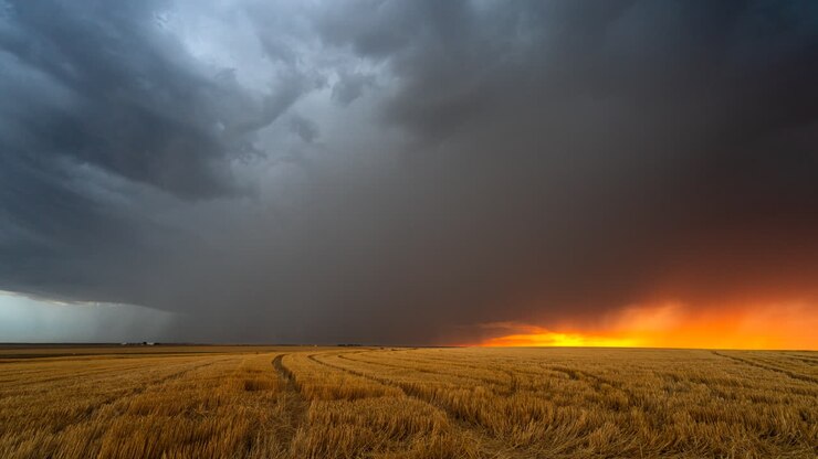 Approaching storm darkens the sky over colorful fields at sunset