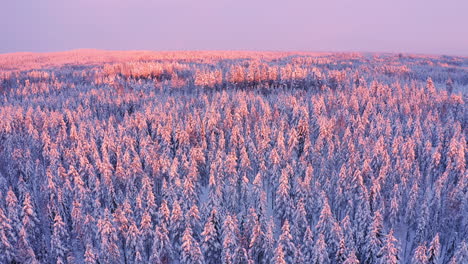 Drone-footage-of-vast-snow-covered-sunset-lit-forest