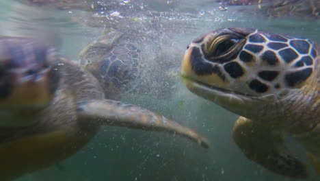 tortugas marinas verdes luchando bajo el agua por lechuga para comer, cerrar