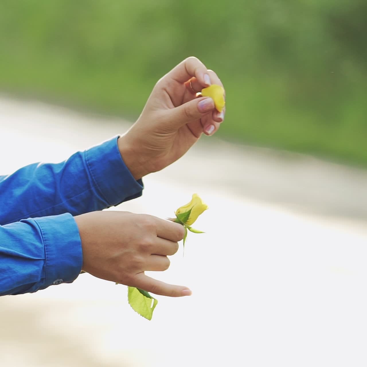 Female hands tearing off petals of a yellow rose. Slow motion.