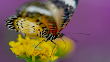 macro cierre de mariposas recogiendo polen de néctar con patas de flor amarilla - tiempo de polinización en el desierto - disparo en cámara lenta de 4k