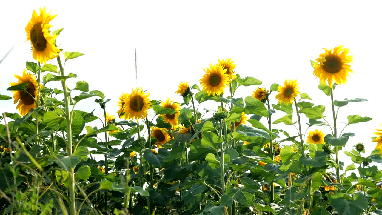 밝은 빛의 여름날에 꽃이 피는 해바라기 들판과 밝은 뒷빛의 태양.