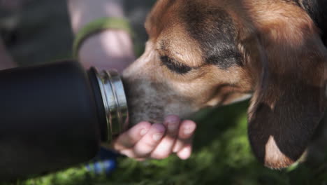 beagle dog drinking from womans hand and bottle during walk on trail slowmo