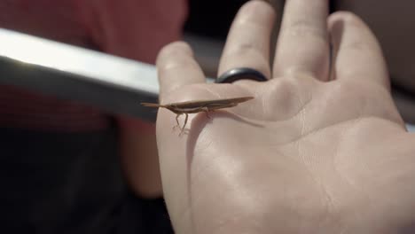 macro close up of a brown cattail toothpick grasshopper sitting on the palm of a hand in the everglades near miami florida on a warm sunny day