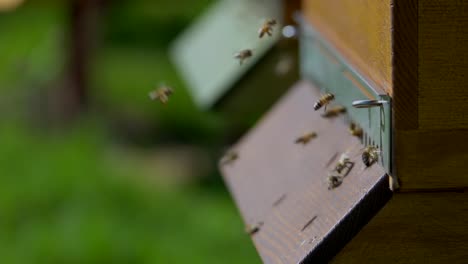 slow motion shot showing swarm of bees flying into apiary during summer day,macro view