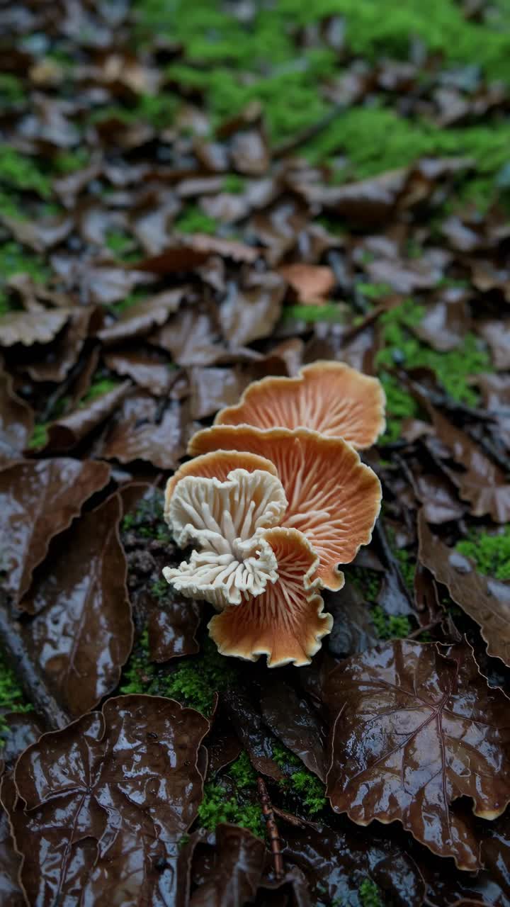 Close-up of vibrant mushrooms on forest floor, surrounded by leaves and moss