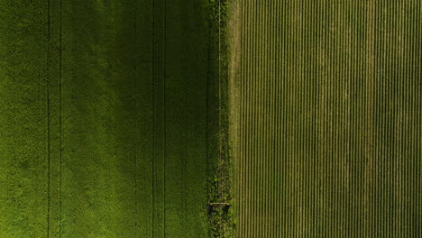 Contrasting-crop-fields-in-dardanelle,-ar,-showcasing-lush-textures,-aerial-view