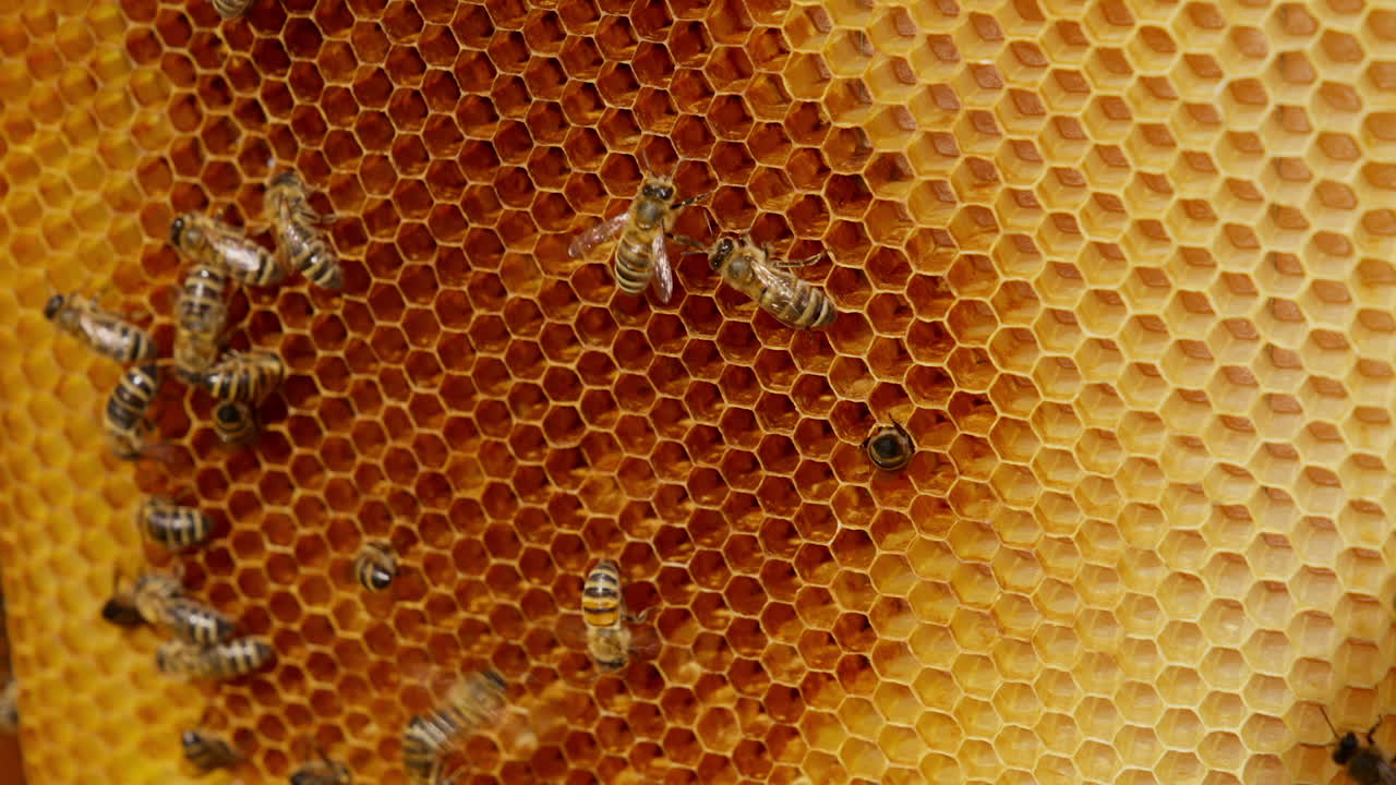 Dark brown spot on the light yellow wax frame. Bees moving around the honeycombs and crawling into the cells. Close up.