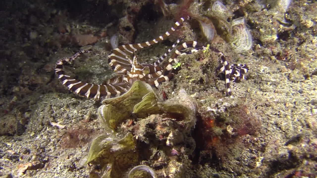 Wonderpus wunderpus photogenicus caccia di notte, i tentacoli scandagliano le fessure in cerca di preda, con inquadratura media e zoom della telecamera