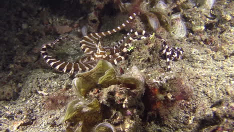 Wonderpus-Wunderpus-Photogenicus-Cazando-De-Noche,-Tentáculos-Escaneando-Huecos-En-Busca-De-Presas,-Cámara-De-Tiro-Medio-Acercándose