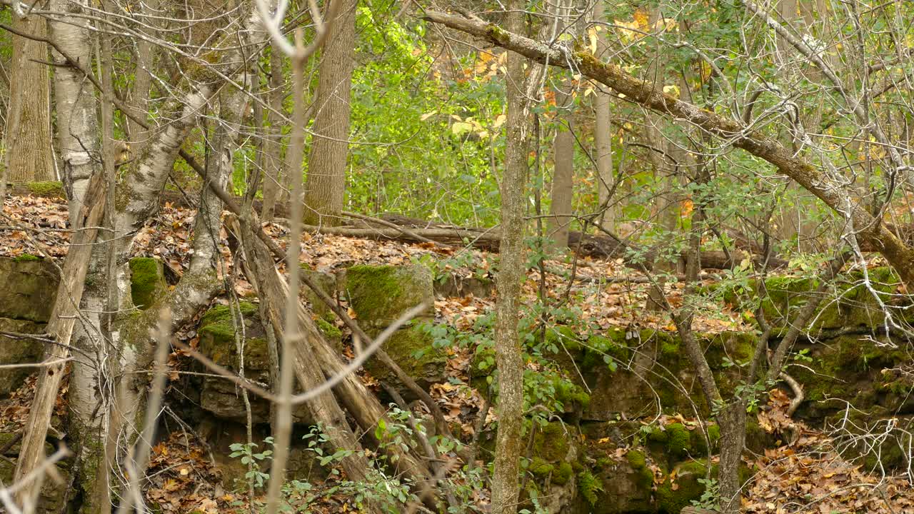 Scoiattolo grigio che si arrampica su e giù su un albero in lontananza in un bosco autunnale