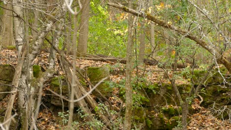 grey squirrel climbing up and down on distant tree amidst autumn season woodland