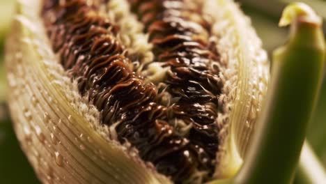 detailed close-up of a unique plant structure highlighting intricate textures, colors, and patterns that reflect nature's complexity and beauty in botanical phenomena