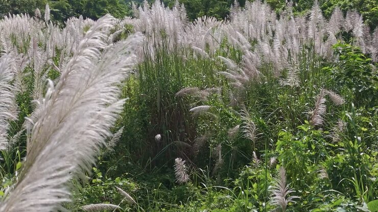 Paesaggio densamente vegetato ricoperto da erbe della pampa, panoramica da destra a sinistra