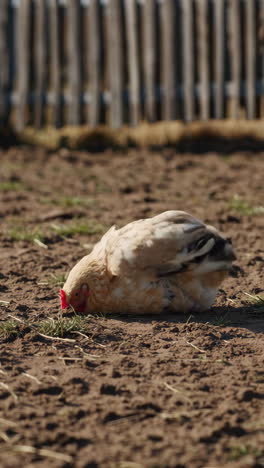 chicken in a farm yard