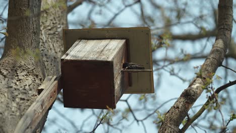 a blackbird sits on the perch in the birdhouse and then hides inside