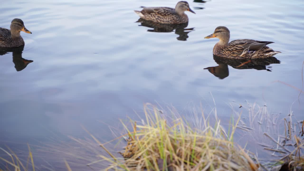 Herd of wild ducks forage for food on shallow lake, beautiful mallard birds swimming