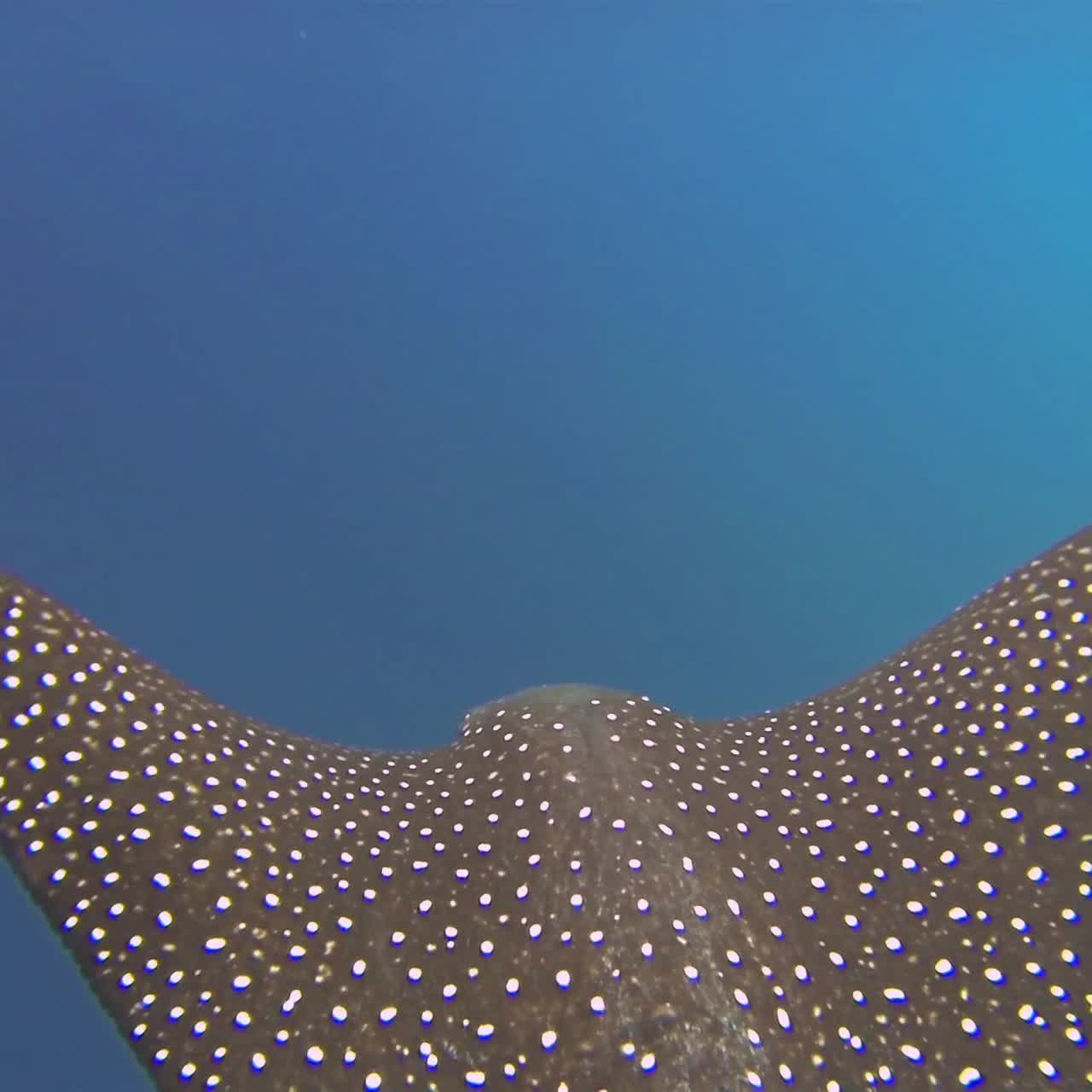 레이 수영의 아름다운 수중 촬영