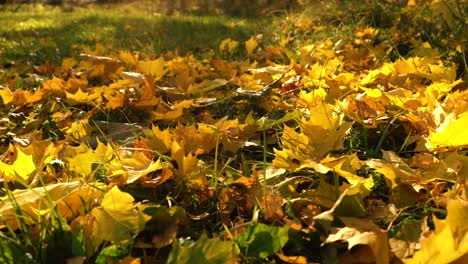 Hojas-De-Otoño-Cayendo