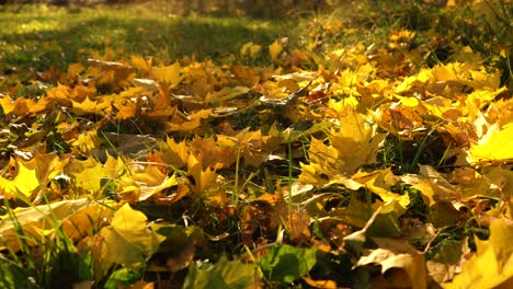 hojas de otoño que caen
