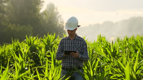 Un-Agricultor-Con-Una-Tableta-Al-Atardecer-En-Un-Campo-De-Maíz-Examina-Las-Plantas-Y-Utiliza-Los-Controles-De-La-Aplicación-Y-Envía-Datos-De-Análisis-Sobre-La-Cosecha-Exitosa.