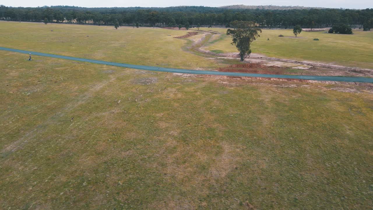 Drone aerial rotating around a mob of Kangaroos on an Australian field