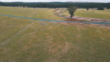 drone aerial rotating around a mob of kangaroos on an australian field