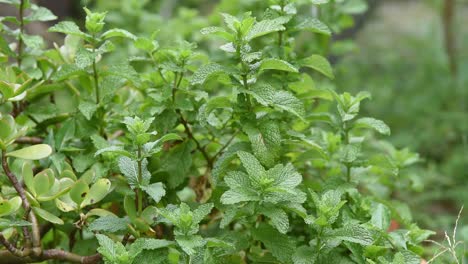 peppermint  plants growing in a garden