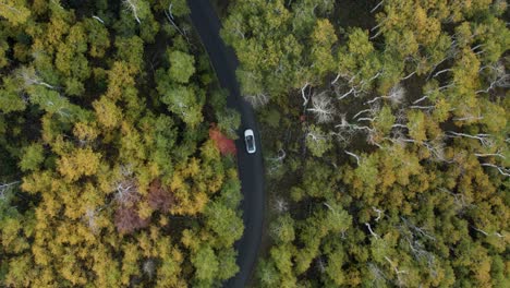 Autofahren-Auf-Asphaltierter-Straße,-Die-Sich-Durch-Den-Herbstlichen-Wald-Schlängelt,-über-Kopf