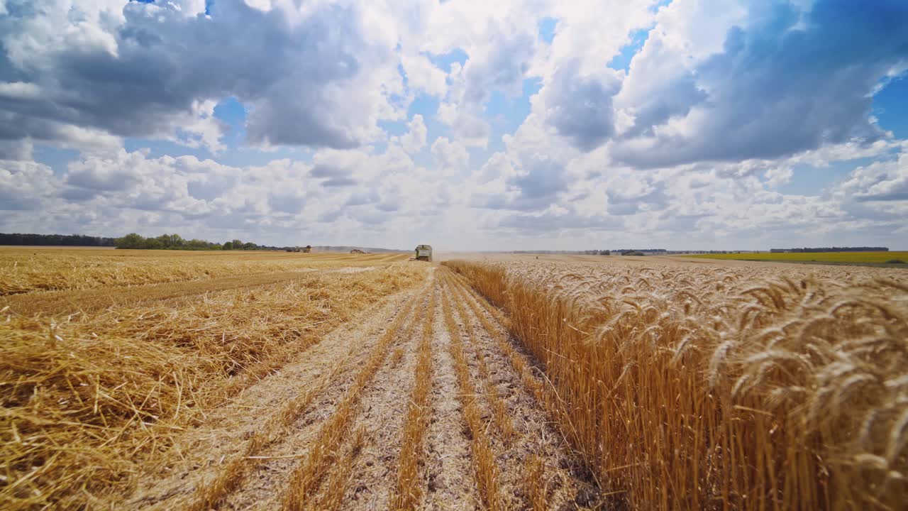 Harvester machine working in field. Combine agriculture machine harvesting golden wheat field