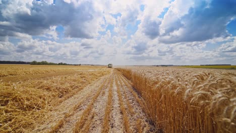 harvester machine working in field. combine agriculture machine harvesting golden wheat field