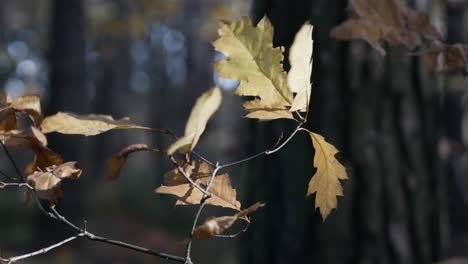 Gelbe-Blätter-Im-Wald-Zittern-Im-Wind,-Herbstzeit