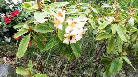 big honeybee feeds on the white flowers in the garden