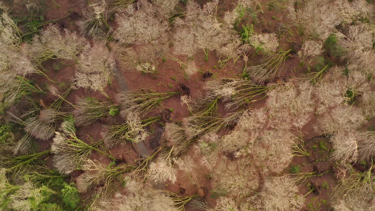 Forest trail littered with fallen uprooted trees and muddy debris after a violent storm, drone top down, natural backdrop