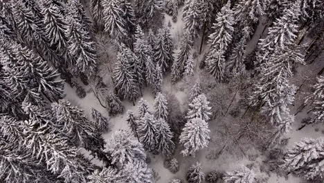 Antena-De-Un-Bosque-En-Fuertes-Nevadas.