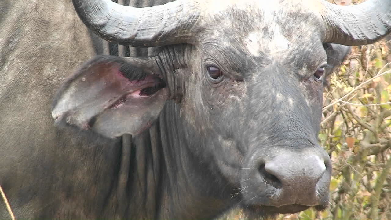 물소 한 마리가 눈을 깜빡이며 주위를 둘러본다