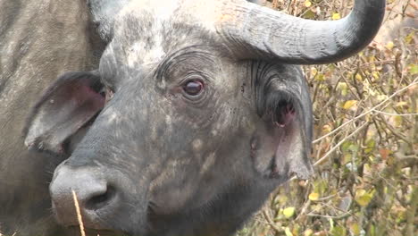 a buffalo blinking its eyes and looking around