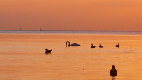 swan and ducks float on calm orange water under a vibrant sunrise sky