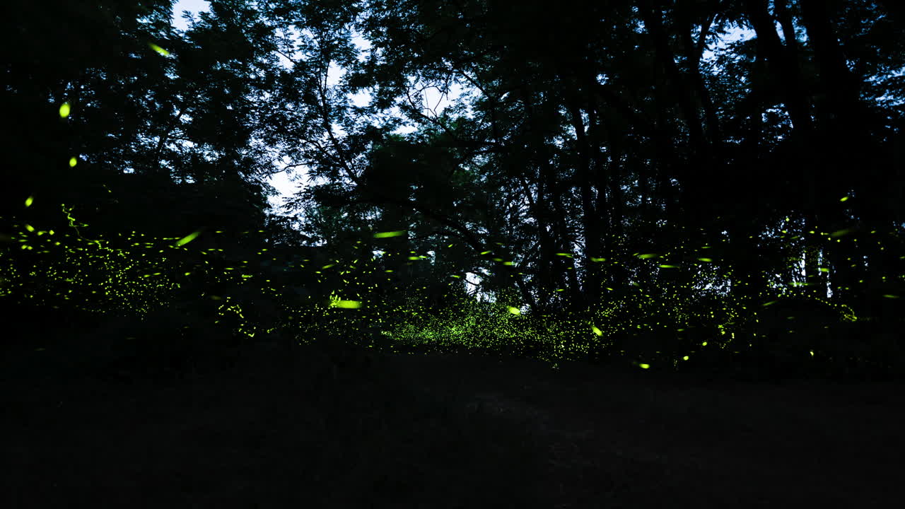 Fairytale time lapse of fireflies lighting up tree canopy in woods
