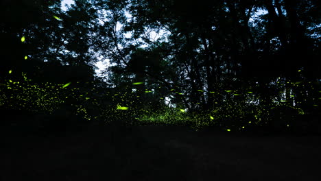 fairytale time lapse of fireflies lighting up tree canopy in woods