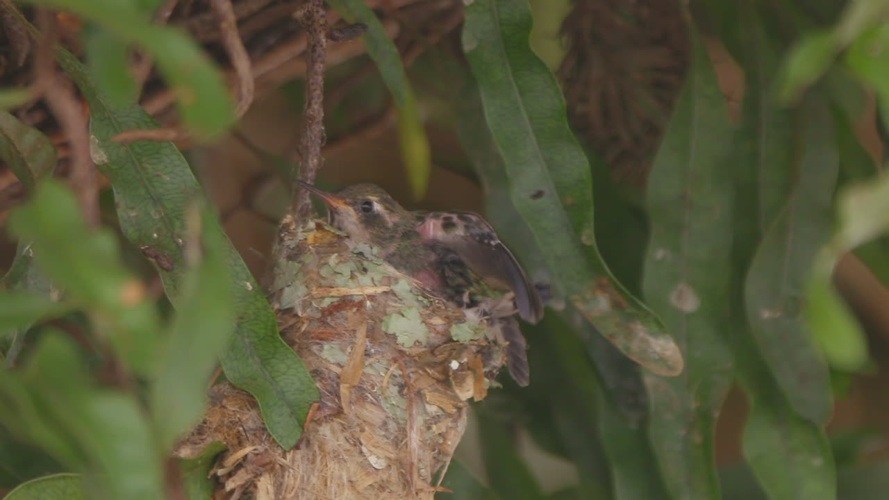 배고픈 벌새 병아리는 둥지에서 엄마를 기다리고 그녀가 도착하면 음식을 먹이기 위해 입을 벌리고 느린 동작으로 닫힙니다.